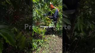 Me retaron a recolectar este árbol de café en minuto y medio😱 [upl. by Acenahs60]