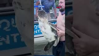 🌊🐢 Rescatan a una tortuga golfina en Gorgona [upl. by Asert]