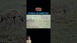 animals cheetah hyena cheetay wildlife keşfet [upl. by Stedman170]