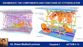 ENUMERATE THE COMPONENTS AND FUNCTIONS OF CYTOSKELETONCH 2 LEC 10 [upl. by Kimble]