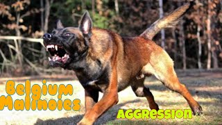 Belgium Malinois aggression [upl. by Chev]