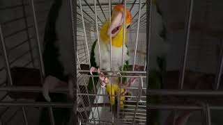 Let me out early long johns chicken greenlegged kake kake parrot goldenheaded kake devili [upl. by Alrahs]