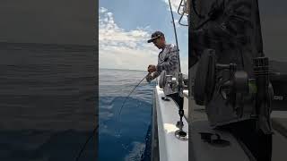 Strike grouper fish  Fishing In Bali [upl. by Falzetta300]