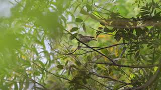 Greenish leaf warbler in UoH [upl. by Ciryl]