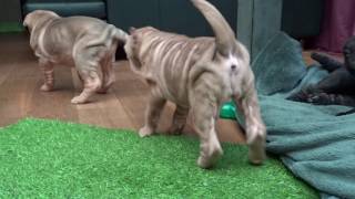 sharpei pups [upl. by Tracy]