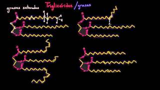 Grasas saturadas grasas insaturadas y grasas trans  Biología  Khan Academy en Español [upl. by Ronica]