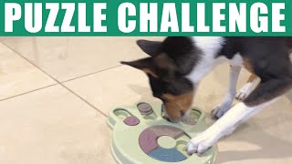 Basenjis Challenged By Paw Puzzles [upl. by Raseda]