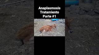 Anaplasmosis Tratamiento Parte 1 [upl. by Assital]