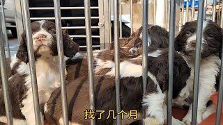 养了100多只史宾格，用退役警犬繁殖史宾格后代，长大会很聪明 [upl. by Seth]