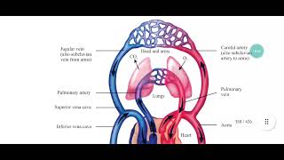 Vasoconstriction Vasodilation Role of precapillary sphincter in regulating flow of blood [upl. by Barr]