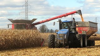 Corn Harvest 2023  Case IH 8250 AxialFlow Combine Harvesting Corn  Ontario Canada [upl. by Nairehs823]