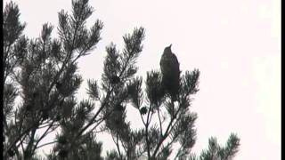 Dubbeltrast  Turdus viscivorus  Mistle Thrush  ljudsound [upl. by Bone]