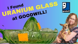 Did I Find Uranium Glass at Goodwill Will It Glow [upl. by Welton631]