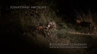 Wild dogs VS whitetailed mongoose on game drive with The Bushcamp Company Happy Ending [upl. by Auhoj]