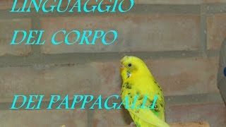 Linguaggio del corpo dei Pappagalli  Federico Orlandi [upl. by Lemuel698]