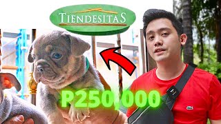 Updated Pet Prices Tiendesitas 2022  Philippines [upl. by Enileoj]