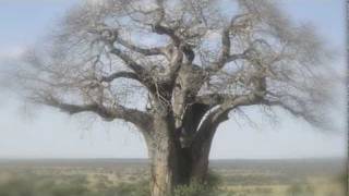 Tanzania traditional music  Naa Bua [upl. by Ytinirt695]