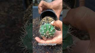 Durinya sangar‼️ harus hatihati ketika bongkar aridzona kaktus melocactus plants [upl. by Ahsiral]