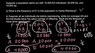 How to solve HardyWeinberg problems [upl. by Haney601]