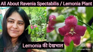 Ravenia Spectabilis  Lemonia Plant Care  How to Grow and Care Lemonia Lemonia की देखभाल [upl. by Figge]