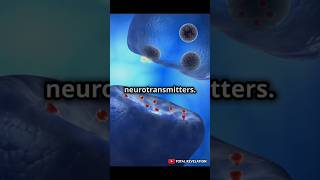 How Does the Brain Think Chemical Reactions vs Electron Movements Explained brain brainmysteries [upl. by Annayek]