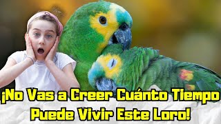 ¿Quieres Un Amigo Para Toda La Vida ¡Mira Cómo Los Loros Pueden Sorprenderte [upl. by Ydoc]