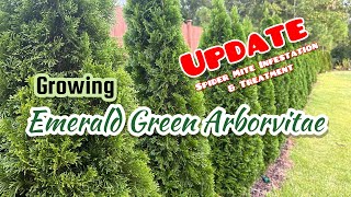 Emerald Green Arborvitae ep 4  SPIDER MITES [upl. by Alrahc]