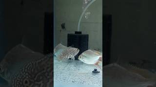 Oscar Fish New Tank Setup shorts aquarium fishtank [upl. by Nora]