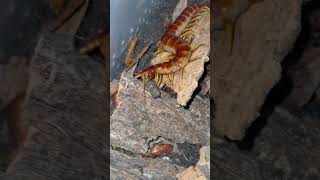 Scolopendra galapagoensis Inti eats a lizard sausage centipede myriapoda feeding [upl. by Becker]