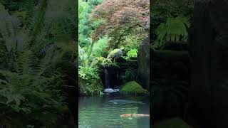 One Of The Most Beautiful Japanese Gardens In The World shorts [upl. by Nnahgem]