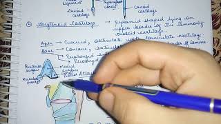 Larynx Arytenoid Cartilage Easy Explaination Lec6 [upl. by Llireva]