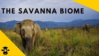 Savanna Grassland Biomes of the world [upl. by Wolf936]