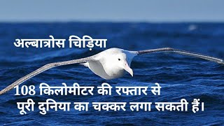 अलबत्रॉस  ये चिड़िया कुछ दिनों में पूरी दुनिया का चक्कर लगा सकती है। Albatross Bird [upl. by Alisa]