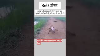 बेचारा डोग को सोट लग गया 🤣youtube animals animal animalllover animalshorts sort viral [upl. by Hines]