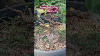 Proses Menumbuhkan Anak Cabang Dan Ranting bonsai programcabang prosescuting kimengmame [upl. by Onek]