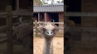 Emu Floki says hi everyone 👀😂 emu birds animals [upl. by Branden]