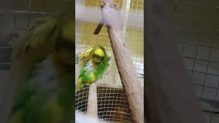 Chirping buggies buggie buggiesparrottips birds shortvideo [upl. by Ihskaneem]