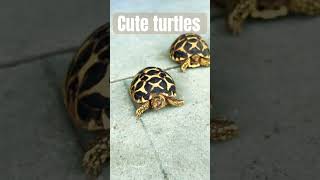 Cute turtles 4days animallover babyanimals tortoise naturalbeauty subscribe like comment 🐢 [upl. by Ita]