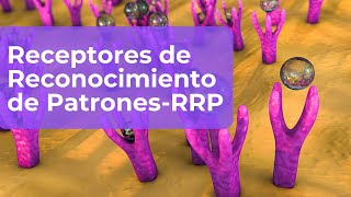 Receptores de Reconocimiento de Patrones  RRP [upl. by Diehl]