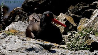 Black Oystercatcher Nest [upl. by Neeven273]