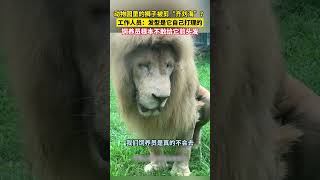 動物園里的獅子被剪“齊劉海”？，工作人員：發型是它自己打理的，飼養員根本不敢給它剪頭發 [upl. by Vania350]