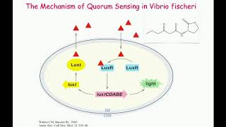 Quorum Sensing Cooperation and Conflict in Populations of the Opportunistic [upl. by Blount564]