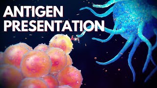 Immunology Lecture 22  Antigen Presentation and MHC Complex [upl. by Ammej348]