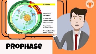 What happens in prophase [upl. by Idram]