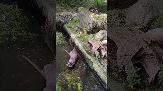 cute otters in neumünster zoo 🦦🦦 [upl. by Ahsinyd]