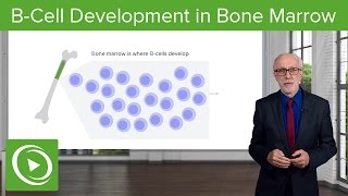 BCell Development in the Bone Marrow – Lymphocyte Development  Lecturio [upl. by Tade901]