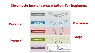 Chromatin immunoprecipitation ChIP explained principle and procedure  ChIP assay [upl. by Acissehc]