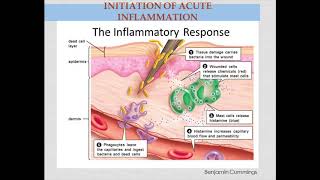 RPM  Pro Resolvins Protectins and Maresins Natural Inflammatory resolutions  Dr Shayne Morris [upl. by Assyl219]