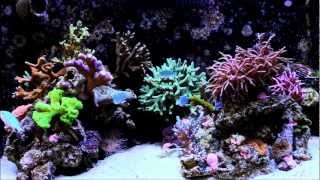 Eren Yelkencis Nano Reef Aquarium 1  ReeFlowers [upl. by Elmajian]