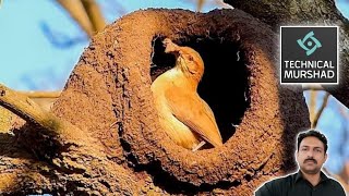 Birds Building Mud Houses  Rufous hornero Bird Nest [upl. by Loyce]